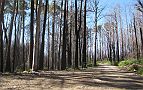 07-15kms to the north-east of Marysville sees more lifeless trees